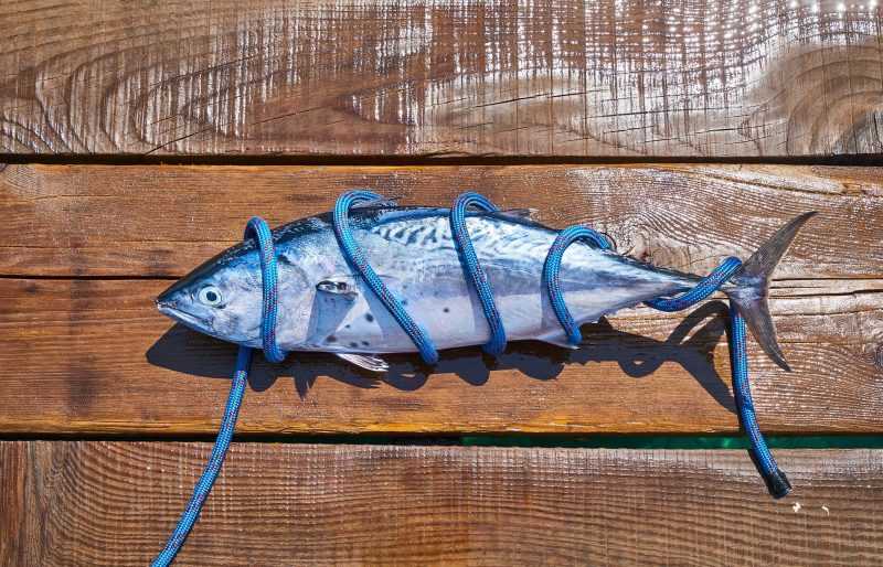 Las especies de atún representan el 20% del valor de la pesca marítima y más del 8% de todos los productos del mar que se comercializan en el mundo. Foto: Engin_Akyurt / Pixabay.