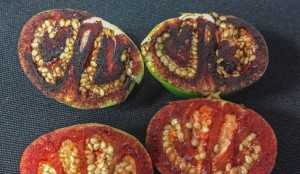Fruto inmaduro del Solanum ossicruentum color rojo sangre después de ser cortado. / Jason T. Cantley
