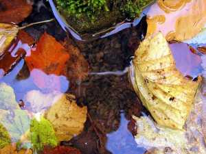El camarón de agua dulce (Gammarus pulex), común en los sistemas acuáticos, reduce el consumo de alimento y nada más rápido en presencia de los tóxicos / Wikipedia