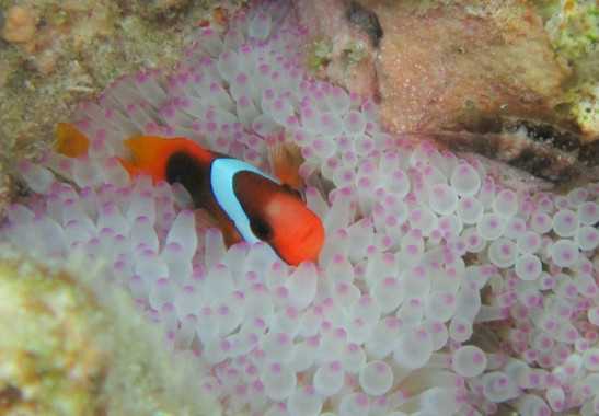 Pez Payaso / ARC CoEfor Coral Reef Studies - Sofia Jain Schlaepfer