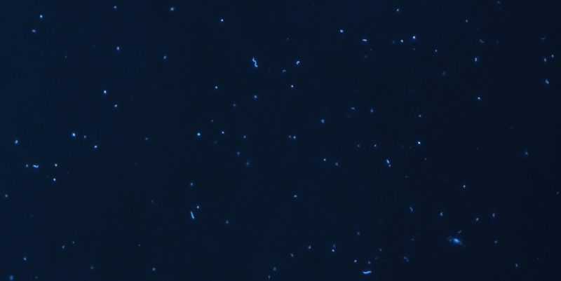 Foto de bacterias marinas con tinción fluorescente de su ADN. Imagen tomada con un microscopio de epifluorescencia a una magnificacion de 63x. /Imagen: Irene Forn