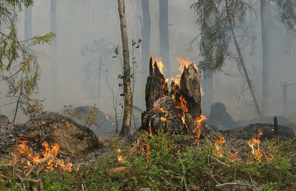 ¿Cómo Sobreviven Los Animales A Los Incendios? - Biodiversidad. Los ...