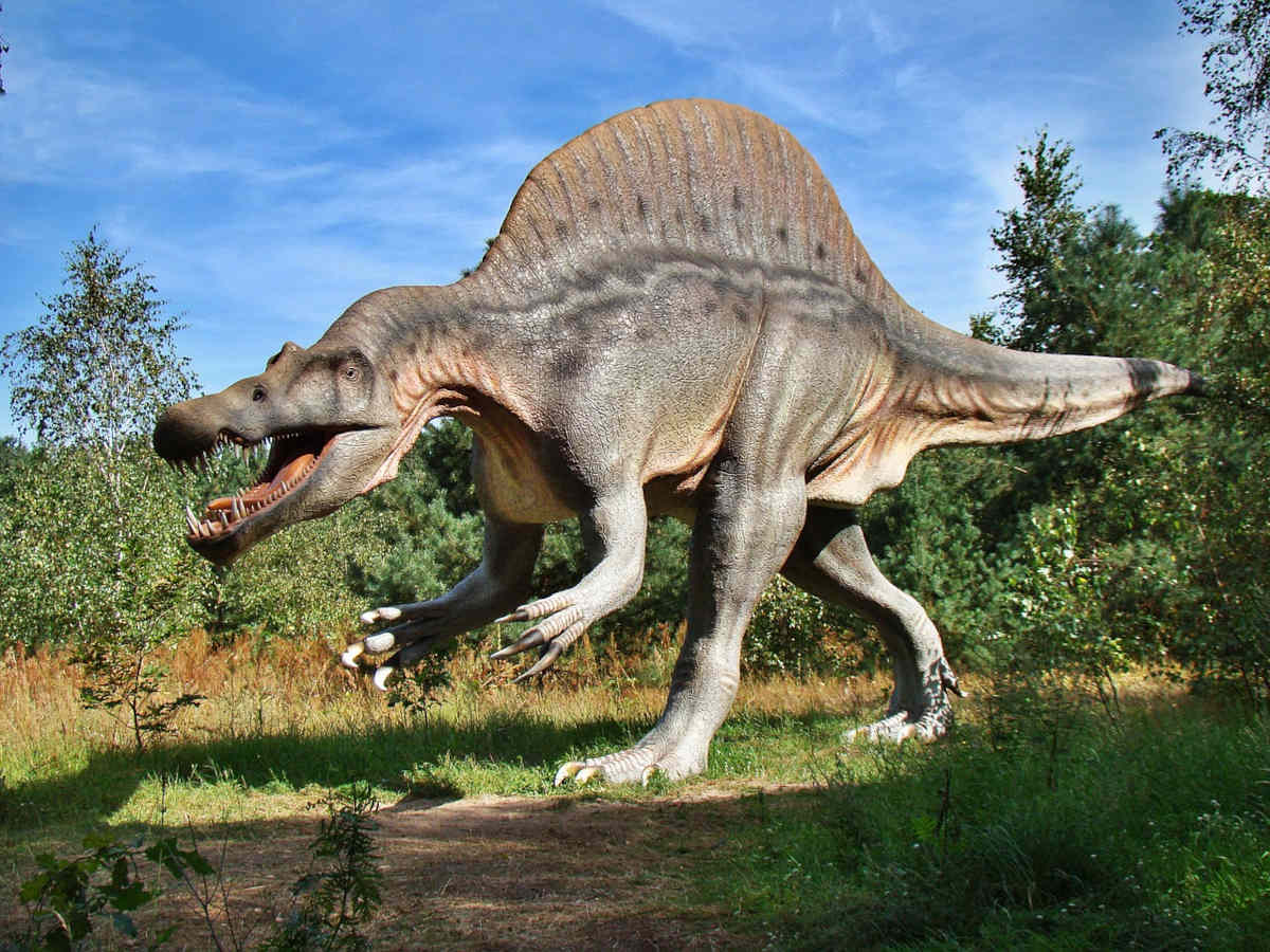 Así logró cazar bajo el agua el 'Spinosaurus', el dinosaurio carnívoro más  grande del mundo - Biodiversidad. Los enlaces de la vida