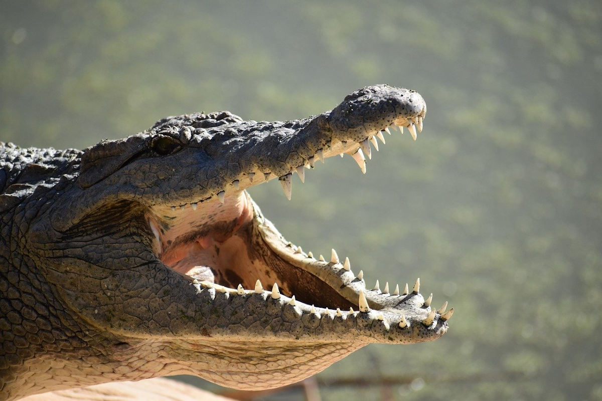 Los cocodrilos que convivieron con los dinosaurios andaban más erguidos que  los actuales - Biodiversidad. Los enlaces de la vida