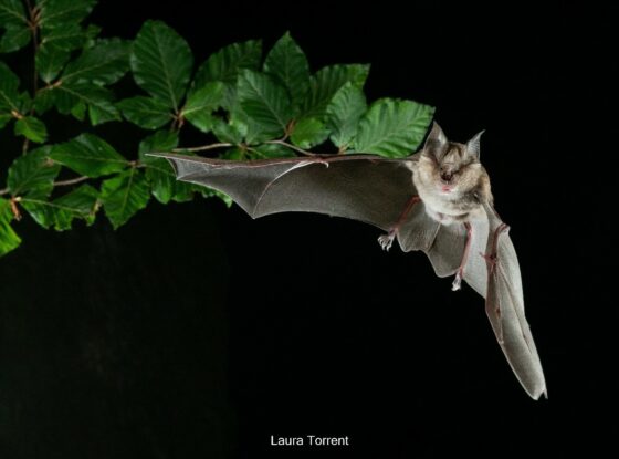 Murciélago de herradura grande adulto en vuelo. / Laura Torrent Alsina (Museo de Granollers)