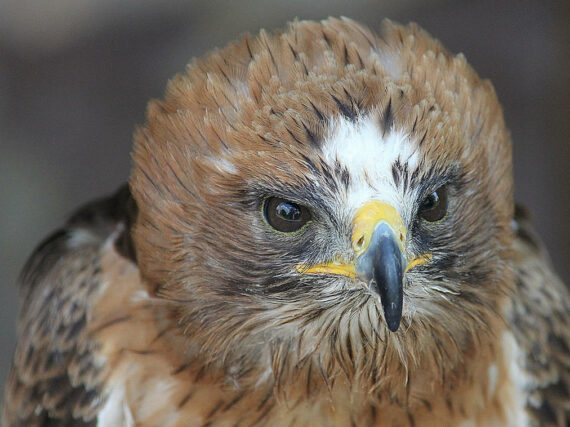 La acumulación de pesticidas reduce la capacidad reproductiva del águila  calzada en Doñana - Biodiversidad. Los enlaces de la vida
