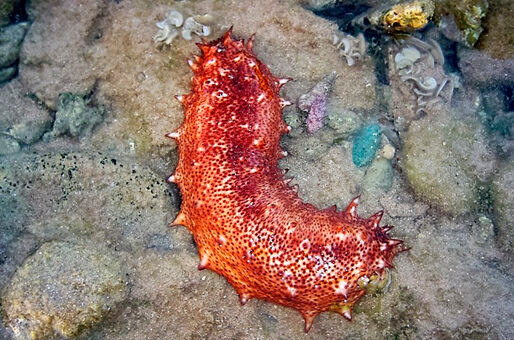 Fotografía de un pepino de mar