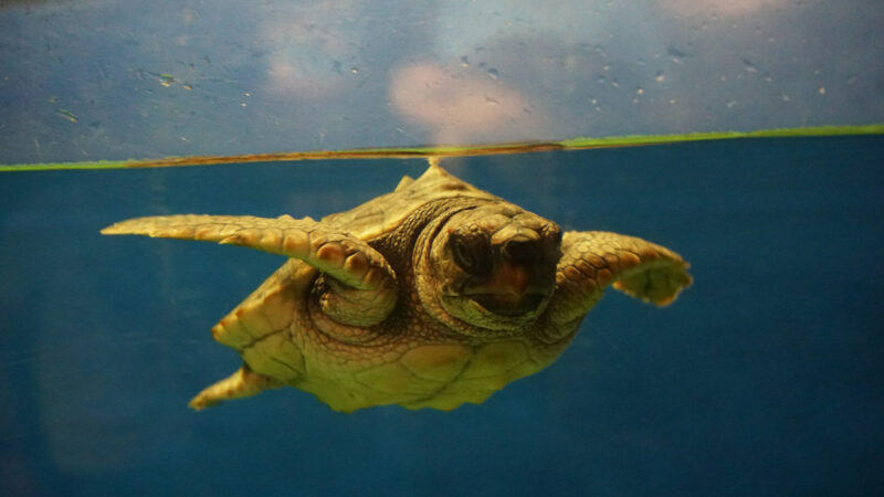 Cría de tortuga marina bajo el agua