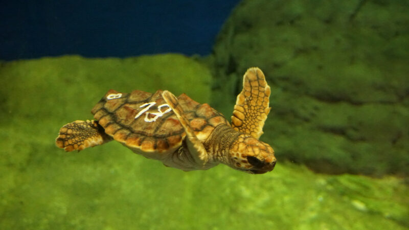 Cría de tortuga marina