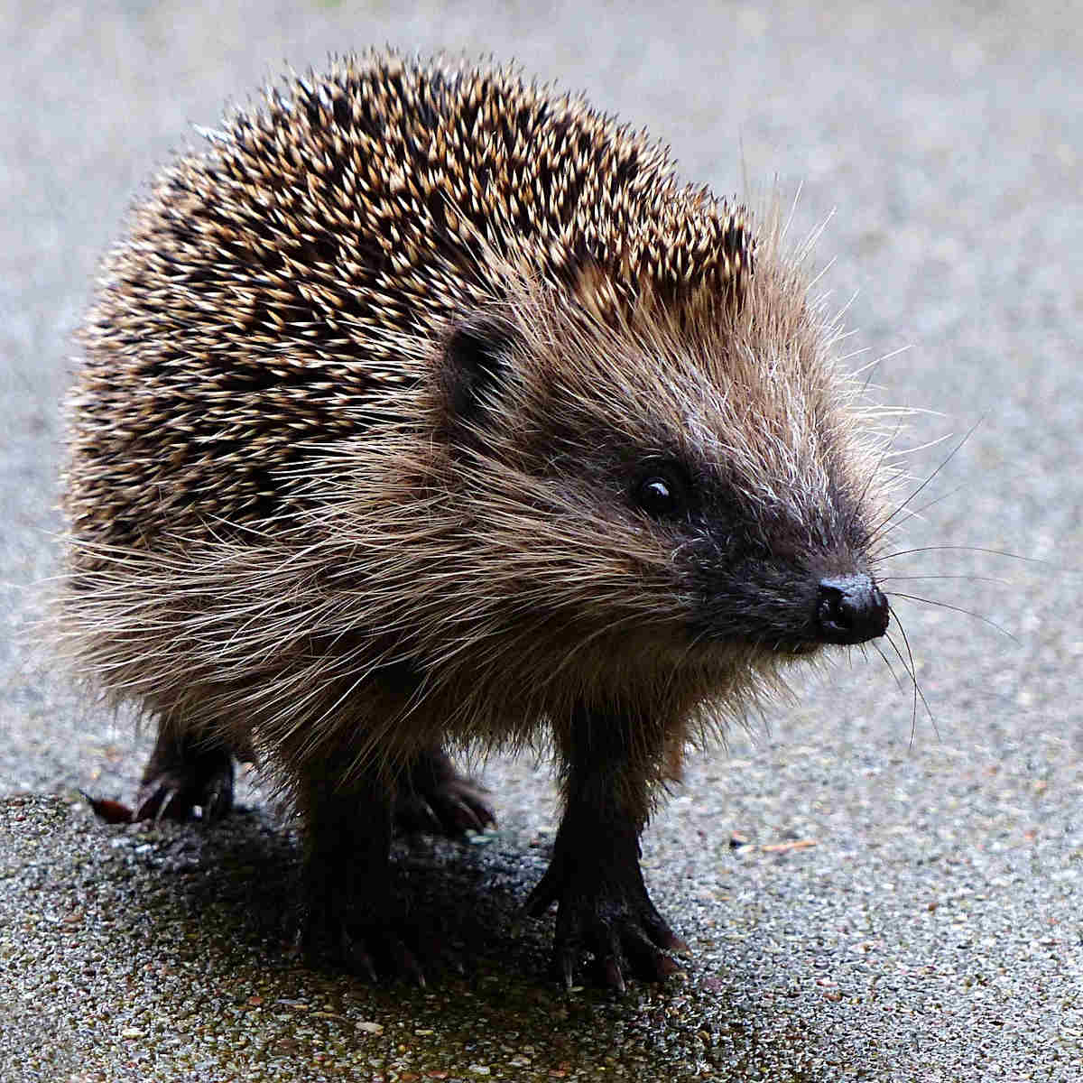 ¿Quién Es Responsable? El Dilema Moral De Los Atropellos De Animales - oxqqzzm
