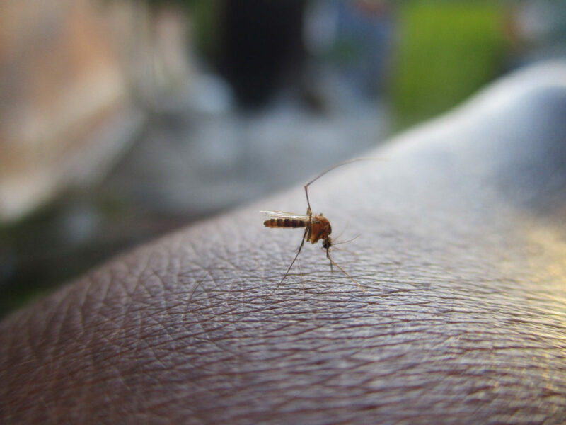 Fotografía de mosquito sobre piel de persona