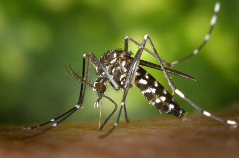 Fotografía de un mosquito posado sobre la piel