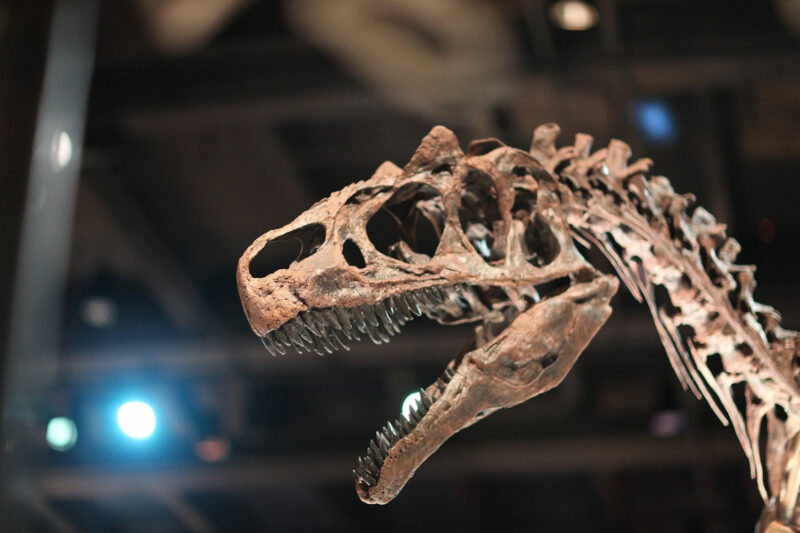 Fotografía de un fósil de dinosaurio.