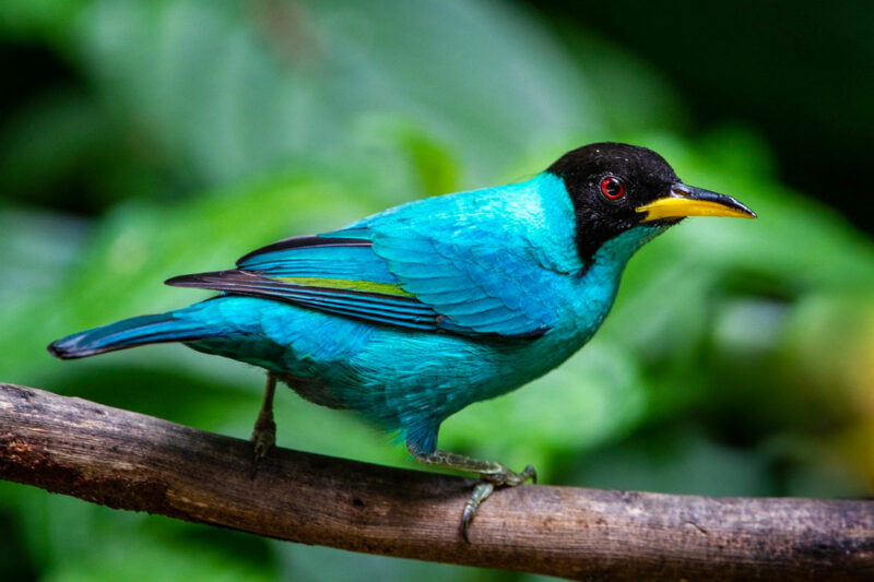 Fotografía de un ave de color azul brillante y cabeza negra de Costa Rica