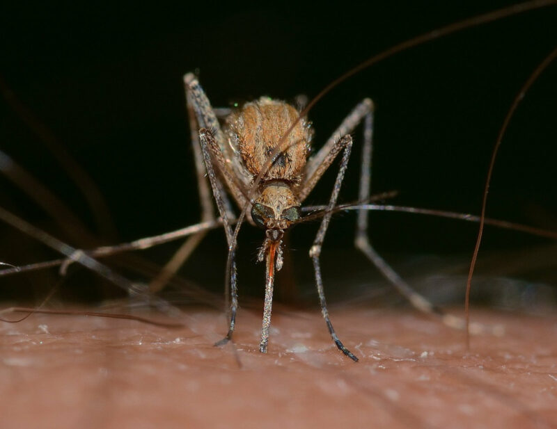 Fotografía de mosquito picando sobre la piel de una persona