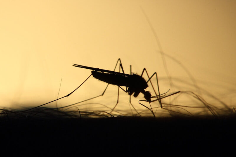 Fotografía de mosquito a contraluz sobre piel humana