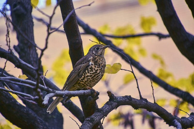 Fotografía de un ave (zorzal) posada en una rama de árbol.