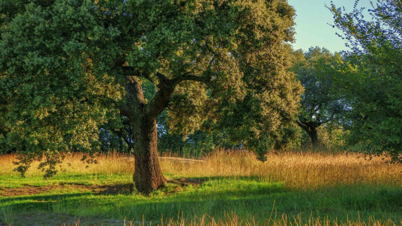 Fotografía de árbol de encina en el campo