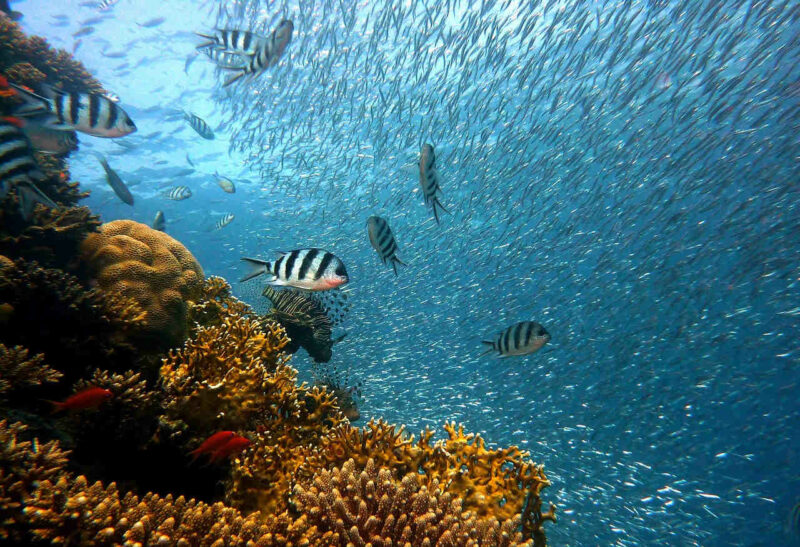Fotografía de fondo de mar con banco de peces nadando sobre corales