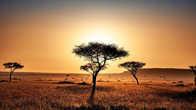 Fotografía de paisaje de sabana africana donde aparecen dos árboles de acacia