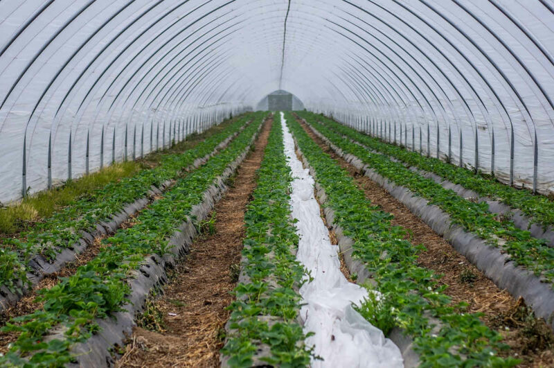 Fotografía de cultivo bajo túnel de plástico