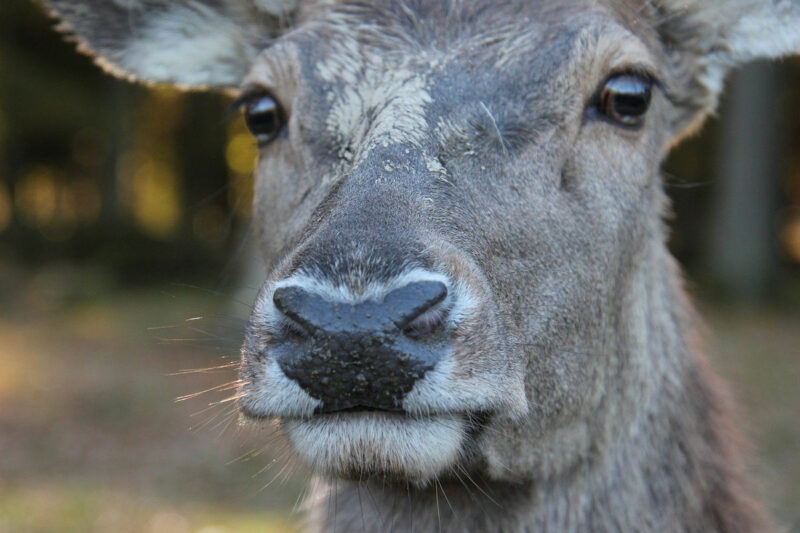 Fotografía en primer plano de cara de un ciervo o especie similar