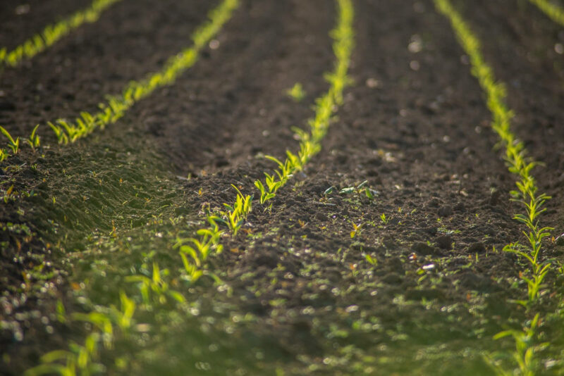 Fotografía de un suelo cultivado con hilera de plantas germinadas y pequeñas