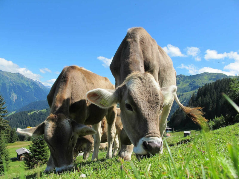 Fotografía de vacas pastando en un prado