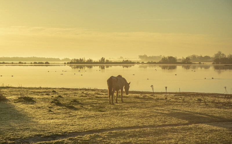 Fotografía de caballo solitario junto a la marisma de Doñana