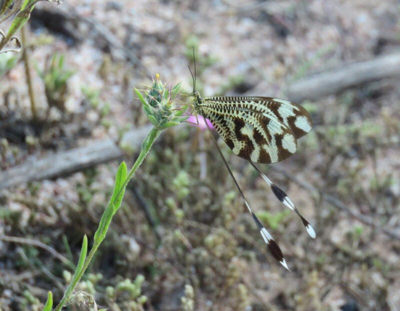 Fotografía de insecto neuróptero posado sobre una pequeña planta