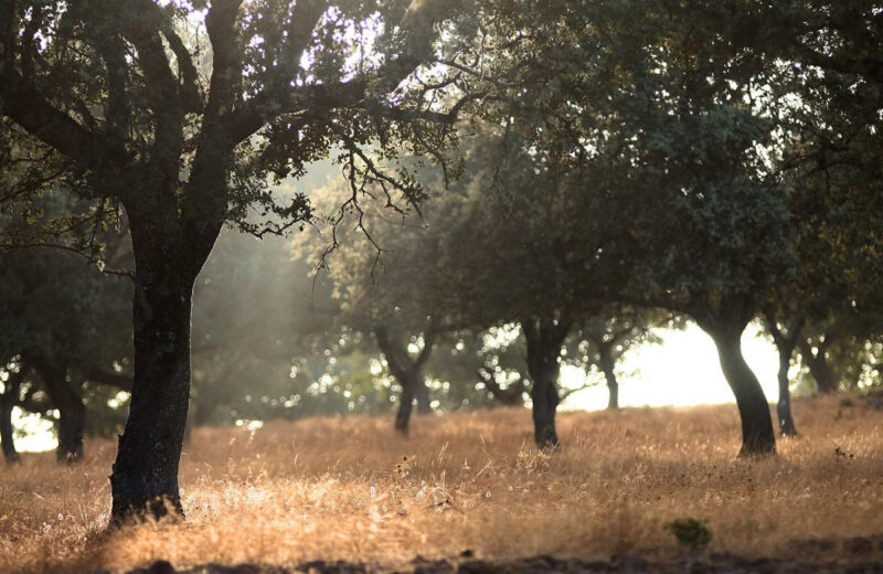 Fotografía de un bosque de dehesa