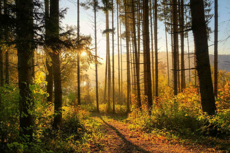 Fotografía de bosque de coníferas.