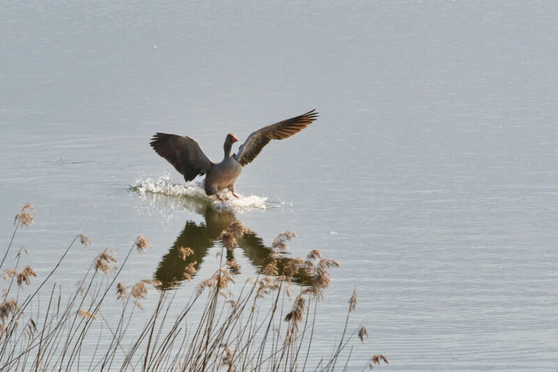 Fotografía de un Ánsar aterrizando en un lago