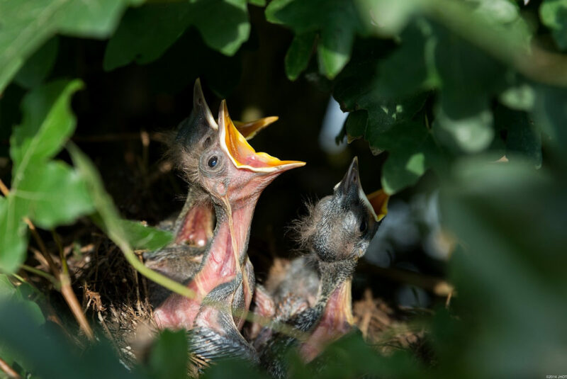 Fotografía de pollos de ave en nido con la boca abierta reclamando comida