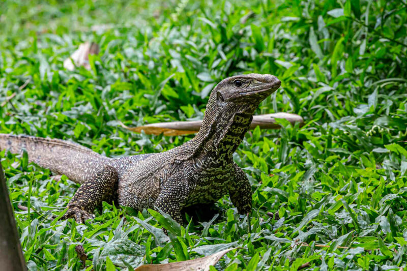 Fotografía de lagarto monitor sobre suelo de hierba