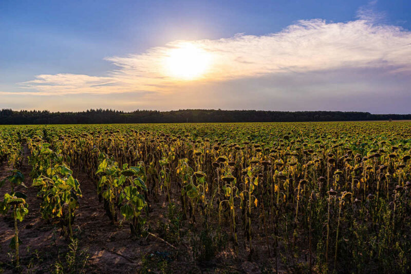 Fotografía de campo de girasoles bajo el sol.