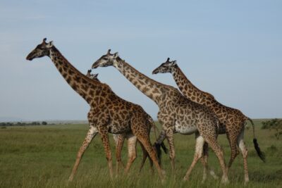 Fotografía ilustrativa del artículo