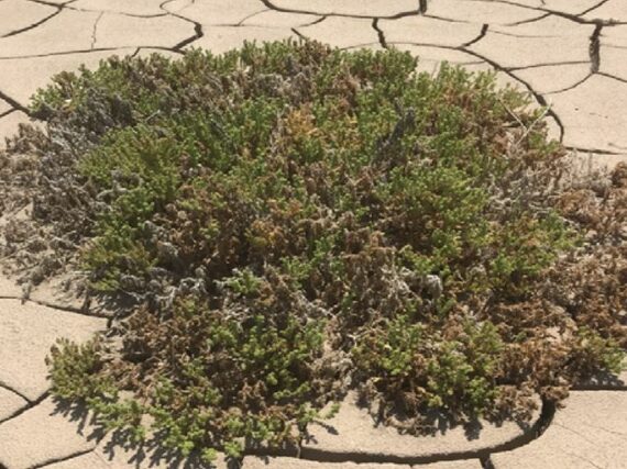 Fotografía ilustrativa del artículo