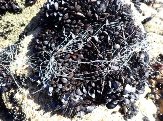 Fotografía ilustrativa del evento