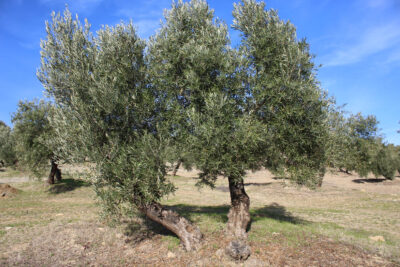 Fotografía ilustrativa del artículo