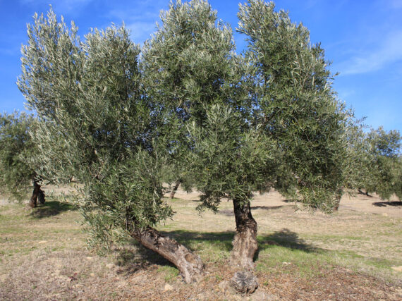 Fotografía ilustrativa del artículo