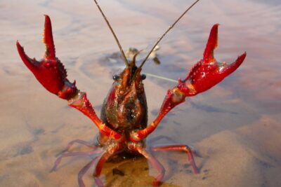 Fotografía ilustrativa del artículo