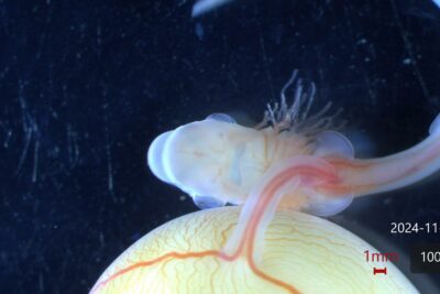 Fotografía ilustrativa del artículo