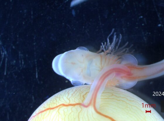 Fotografía ilustrativa del evento