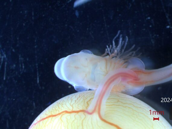 Fotografía ilustrativa del artículo