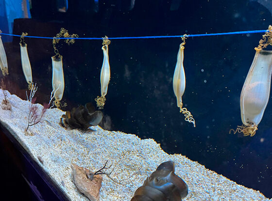 Fotografía ilustrativa del evento