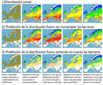 El gráfico muestra la previsión de la distribución de las especies ante el cambio climático. Las columnas representan los cinco escenarios que resultaron de la revisión de las especies de animales y plantas en función de su plasticidad fenotípica y su adaptación local a las temperaturas. Las poblaciones representadas en los colores azul y verde corresponden a seres vivos adaptados a bajas temperaturas y el naranja y rojo corresponde a poblaciones adaptadas a zonas cálidas. El gráfico muestra la previsión de la distribución de las especies ante el cambio climático. Las columnas representan los cinco escenarios que resultaron de la revisión de las especies de animales y plantas en función de su plasticidad fenotípica y su adaptación local a las temperaturas. Las poblaciones representadas en los colores azul y verde corresponden a seres vivos adaptados a bajas temperaturas y el naranja y rojo corresponde a poblaciones adaptadas a zonas cálidas.