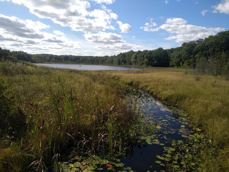Lago rodeado de robles en Michigan (Estado Unidos). Estos reservorios de agua son permiten el buen funcionamiento del ecosistema.
