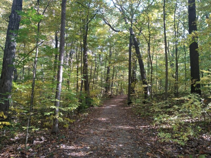 Sotobosque en el estado de Michigan (Estado Unidos). El dosel de hojas de los árboles ayuda a reducir las pérdidas de agua por la evaporación del suelo.