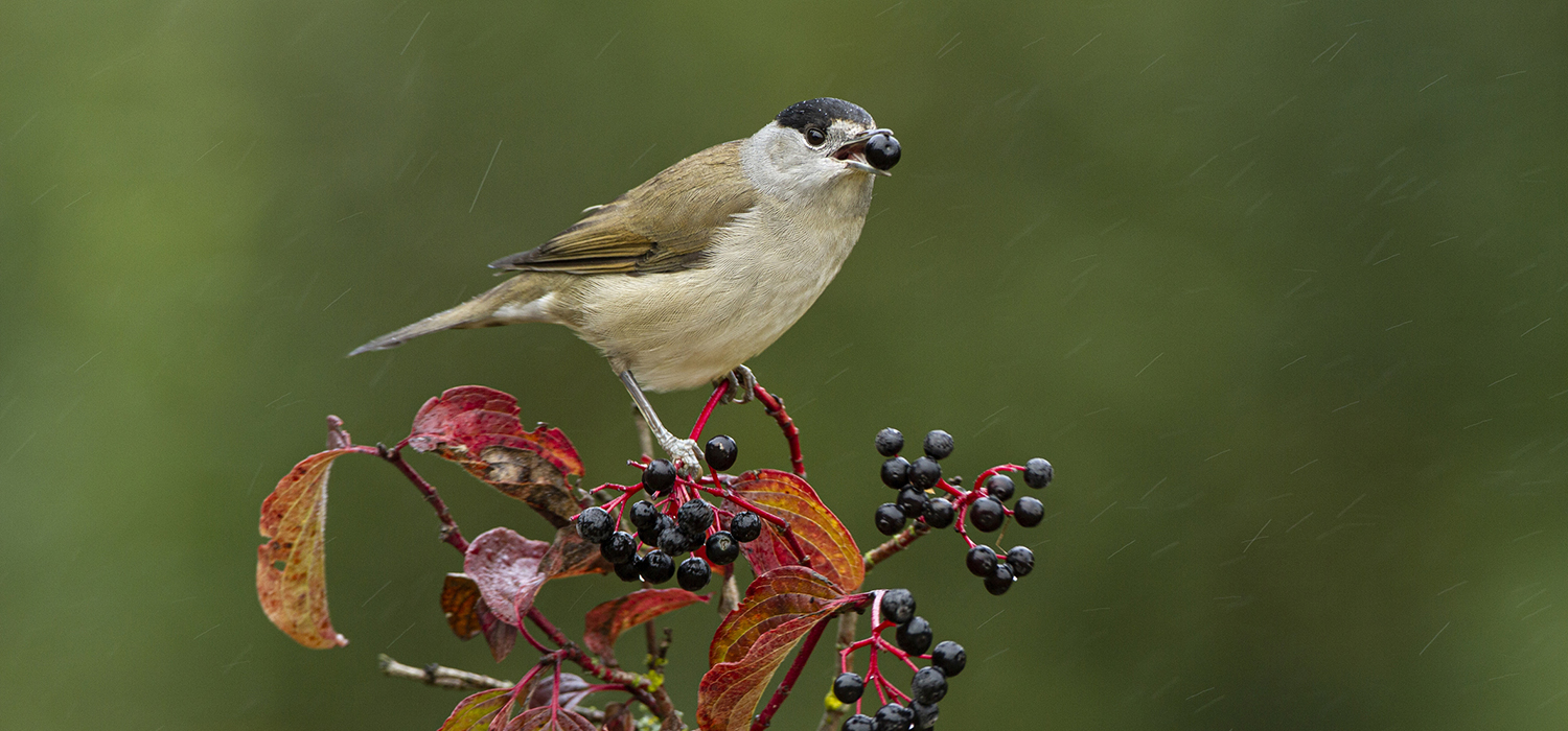 Curruca capirotada (Sylvia atricapilla) comiendo frutos de cornejo (Cornus sanguinea). Aves frugívoras migratorias como las currucas capirotadas consumen frutos carnosos por los nutrientes que ofrece la pulpa, facilitando a su vez la dispersión de las semillas al diseminarlas lejos de la planta madre (foto: Luis Ojembarrena).